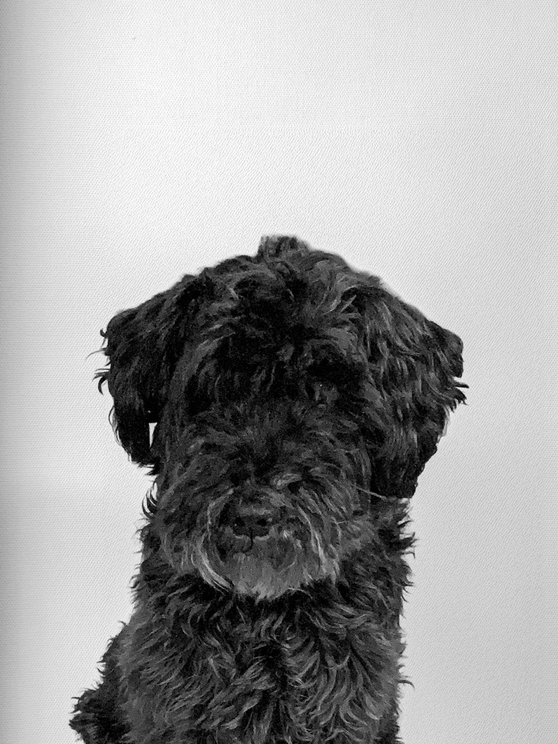 Henri